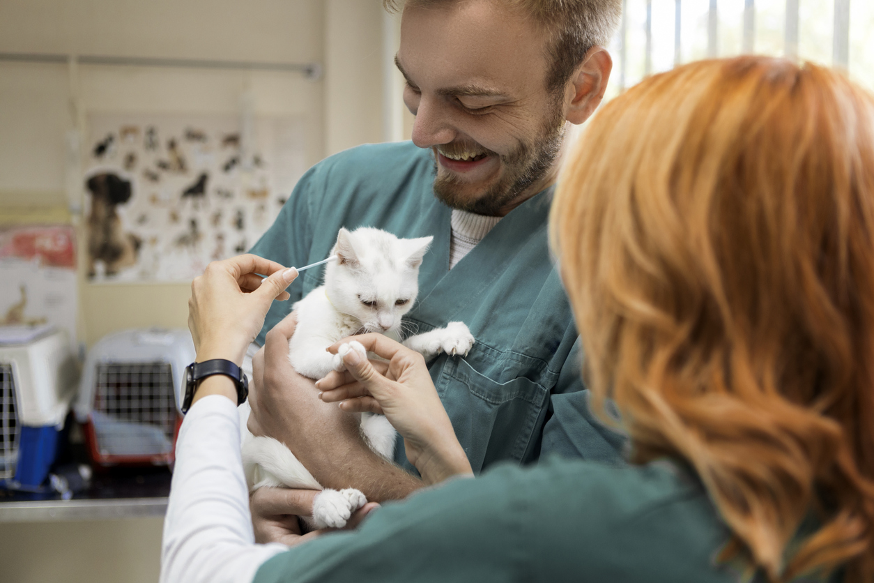Illustration pour remboursement soins animaux