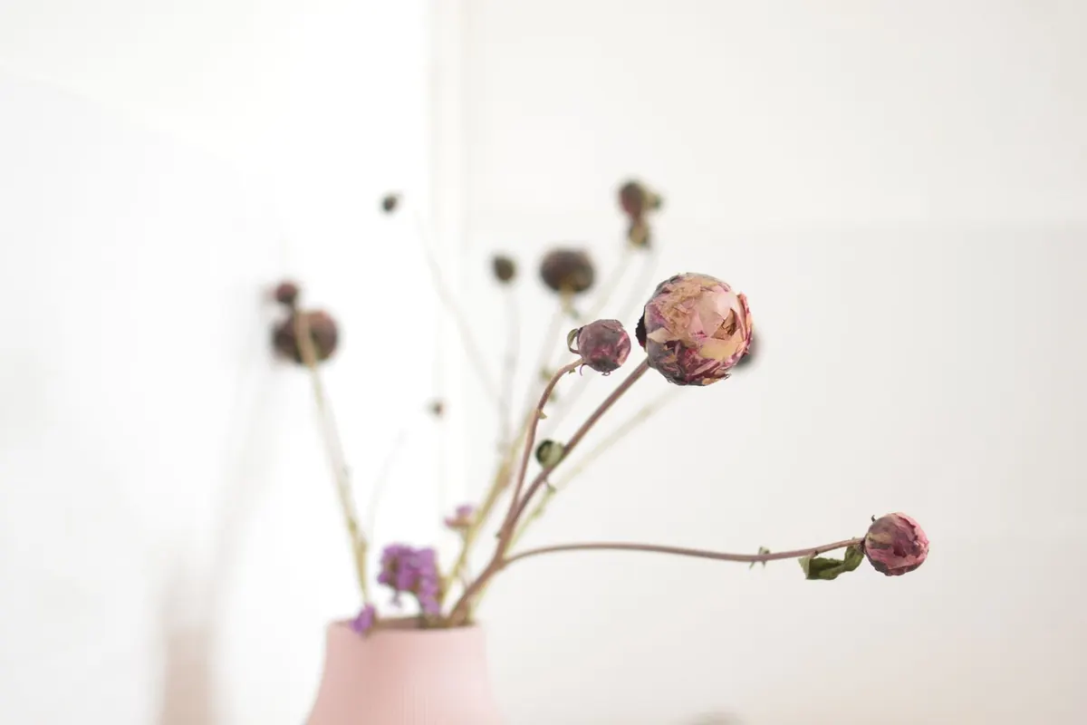 Fleurs fanées dans un vase, en illustration de « arnaque culotte portée »